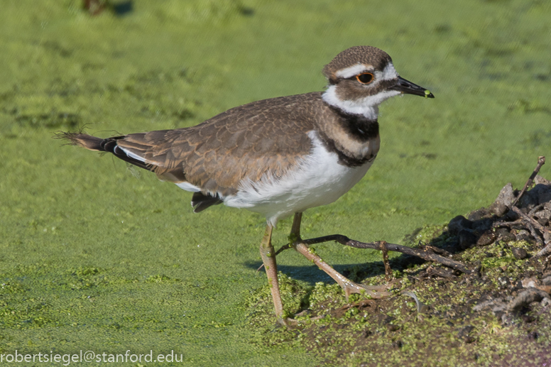 emily renzel wetlands